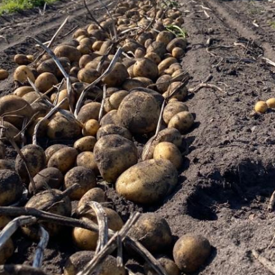 Anbau von Kartoffeln